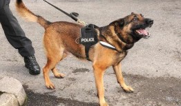 云南警犬爆料视频大全,忠诚守护，英勇瞬间大盘点